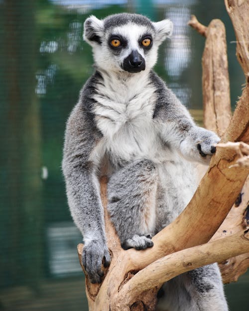 Close-Up Shot of a Lemur 