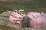 Free stock photo of animal, bannerghatta main road, bannerghatta national park
