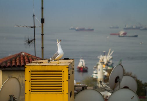 Hongkongers squawk-off in city's first bird call contest