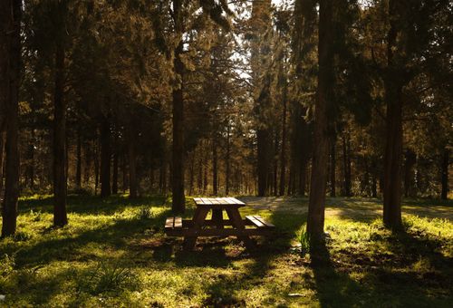 Free A peaceful forest setting featuring a wooden picnic table surrounded by trees. Stock Photo