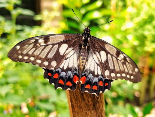 Brown and White Butterfly in Close Up Photography