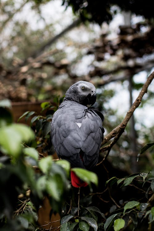 A Grey Parrot on a Branch