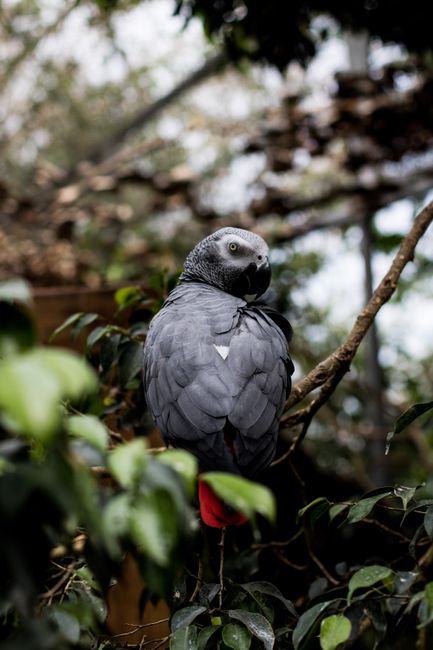 A stunning African Grey Parrot perched on a branch, showcasing its elegant feathers in Spain.