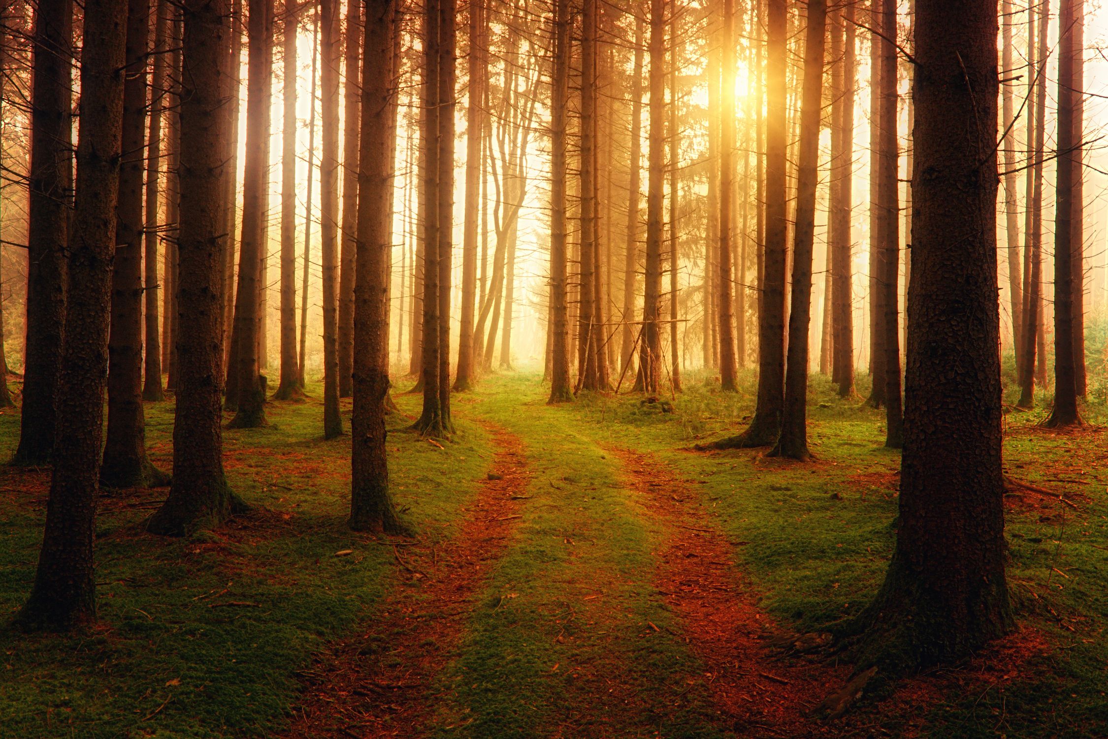 Photographie De Paysage De For t Photo Gratuite photographie-de-paysage-de-for-t-photo-gratuite