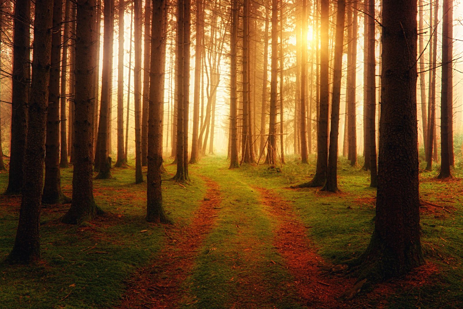 Sunlight beaming through a mystical forest path