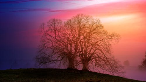 Two Bare Trees Beside Each Other during Sunset