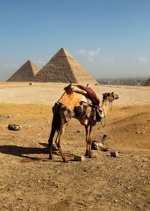 Free Camel standing against the iconic backdrop of Giza Pyramids under a clear blue sky. Stock Photo