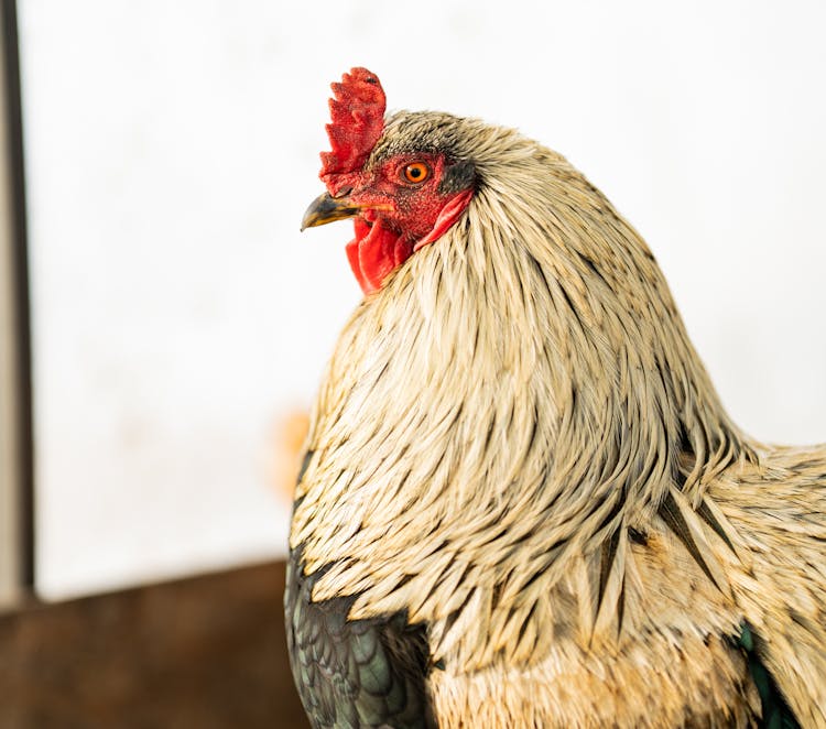 Close-up On Rooster With White Feathers