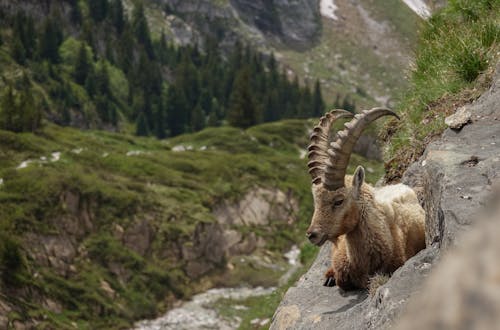 Бесплатное стоковое фото с animaux, montagne, sauvage