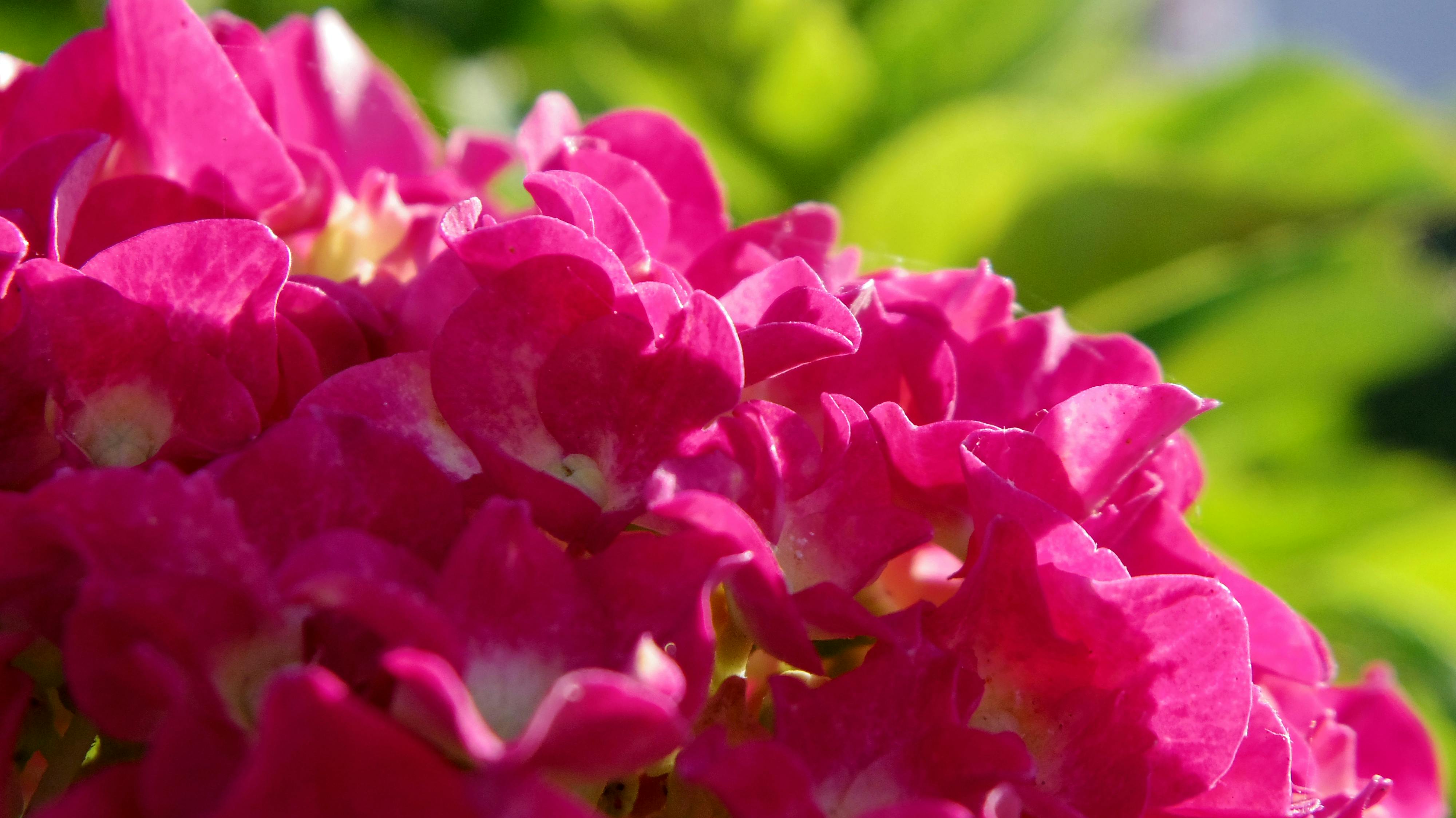 Free stock photo of flower, gardenia