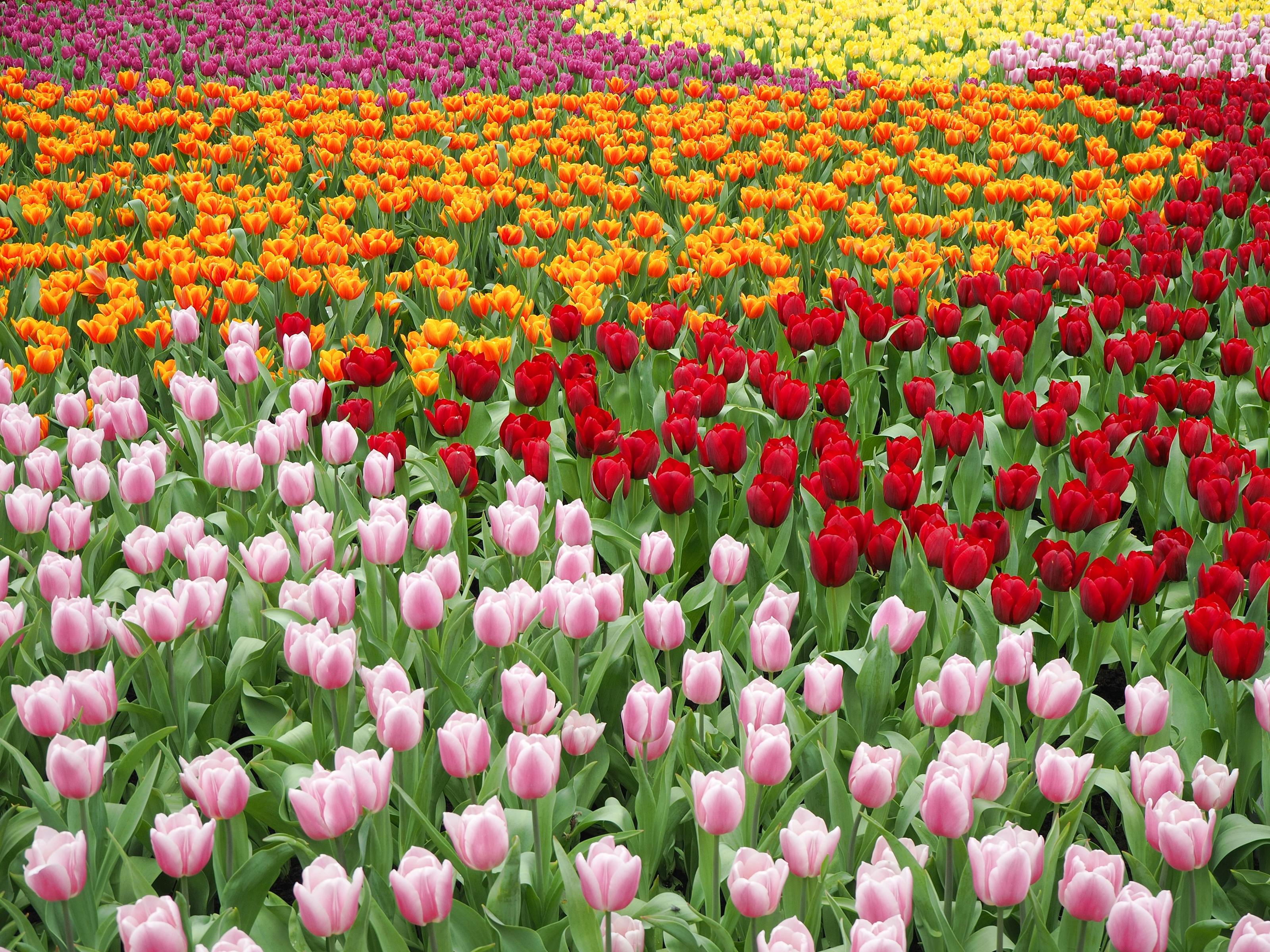 tulips blooming fields