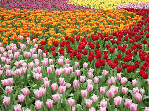 꽃, 꽃 사진, 다채로운의 무료 스톡 사진