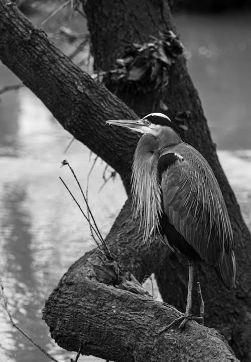 Grayscale Photo of a Great Blue Heron