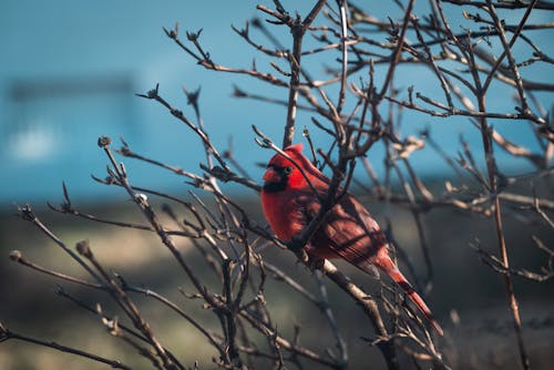 A Northern Cardinal Perched on a Branch 