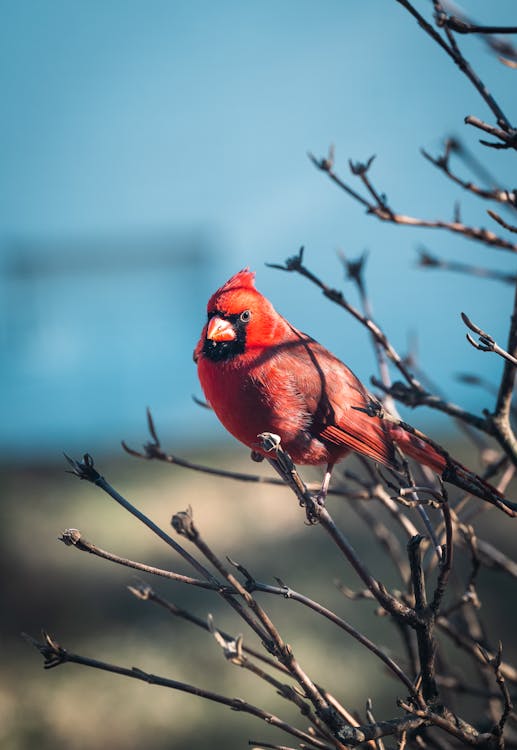 Free Red Northern Cardinal Perched on Tree Branch Stock Photo