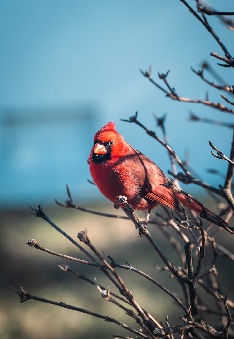 Red Northern Cardinal Perched On Tree Branch