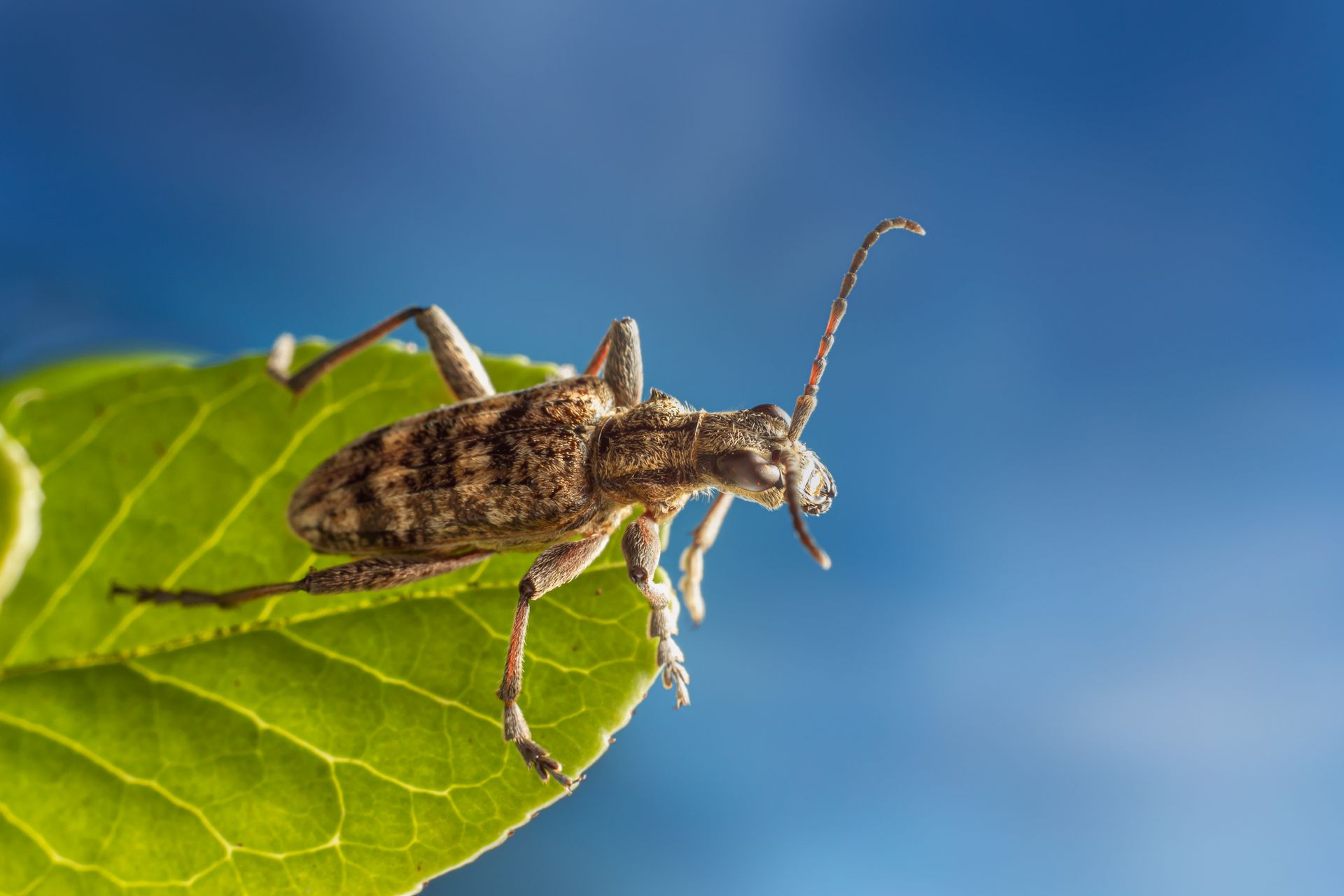Close Up of Black-Spotted Longhorn Beetle