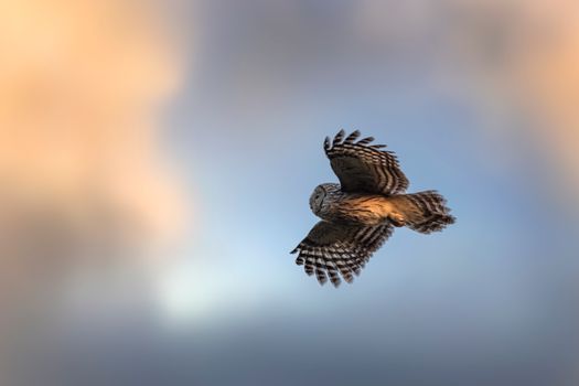 owl photo