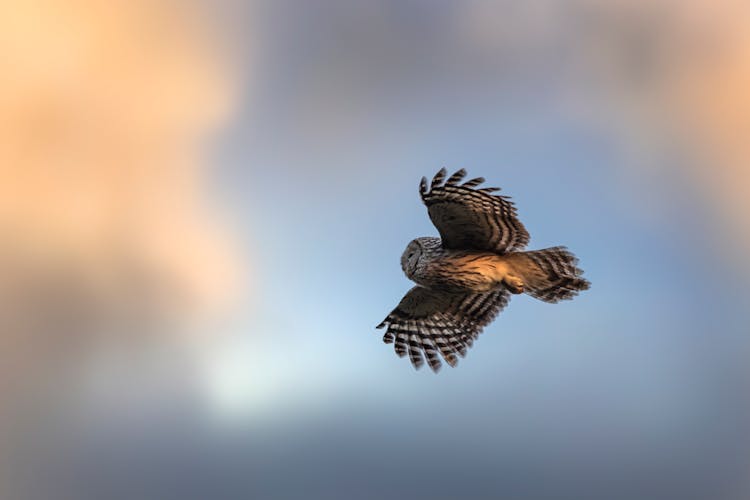 A Ural Owl Flying 