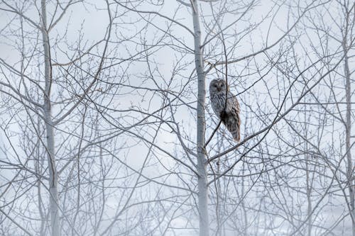A Ural Owl in the Forest 