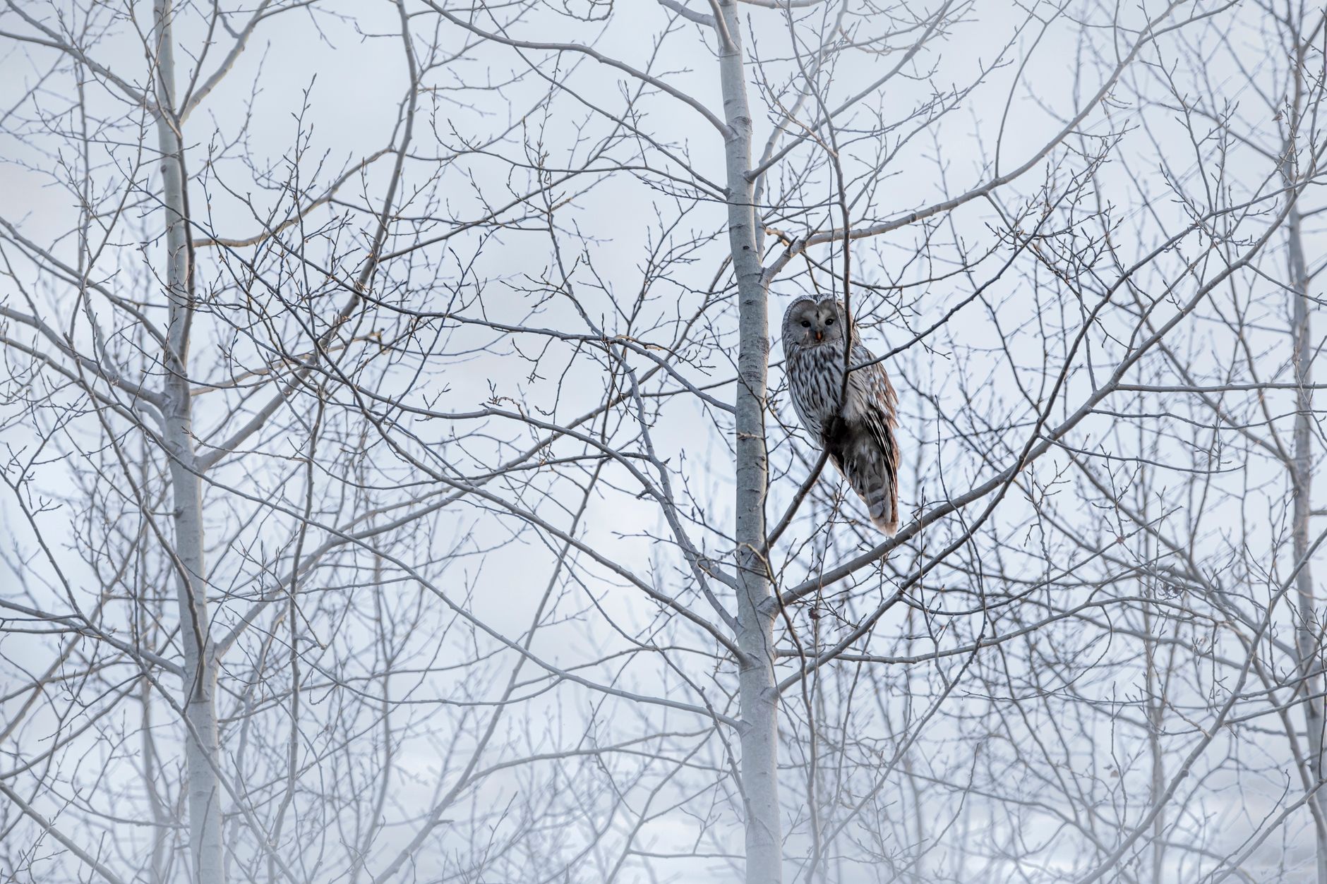 A Ural owl perched on leafless branches in a serene winter forest setting.
