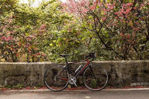 Gratuit Photos gratuites de arbres en fleurs, bicyclette, garé Photos