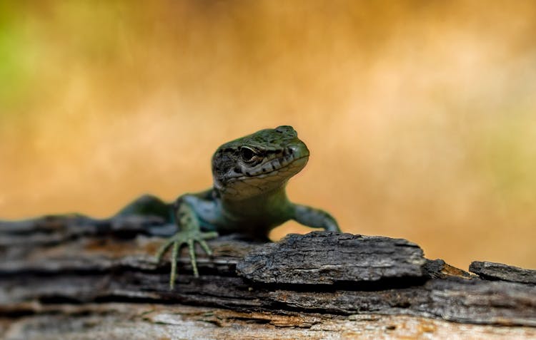 A Lizard On A Wood 