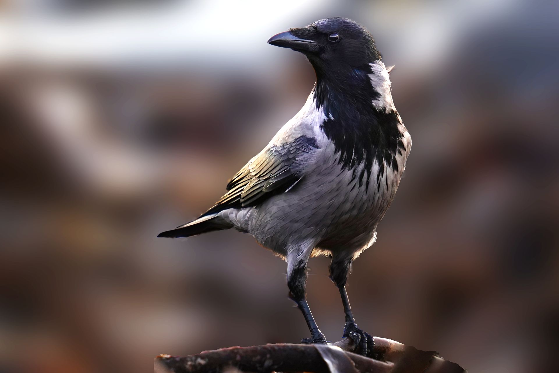Close-Up Shot of a Hooded Crow