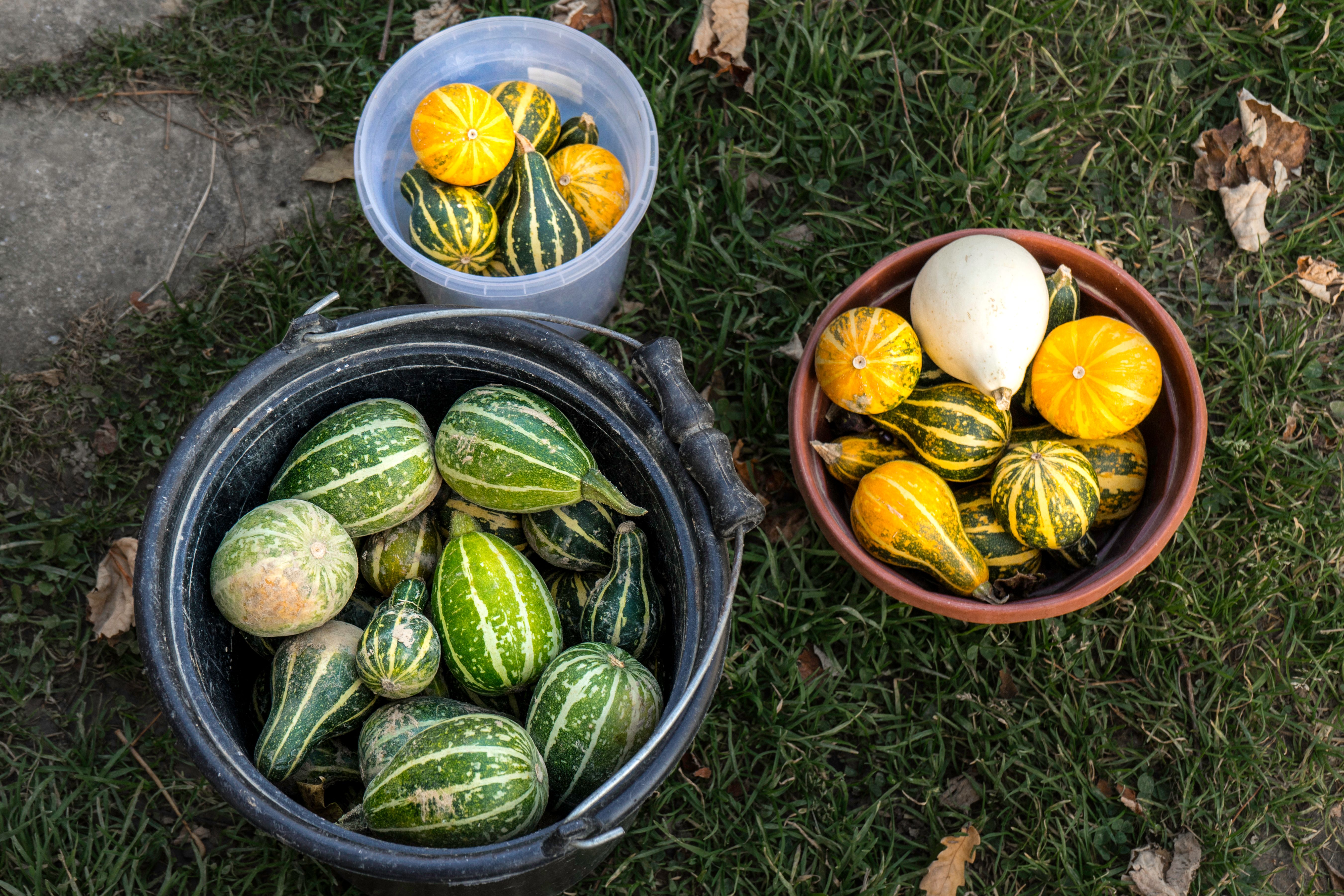 A bountiful harvest of healthy, natural foods with a rabbit farm in the background