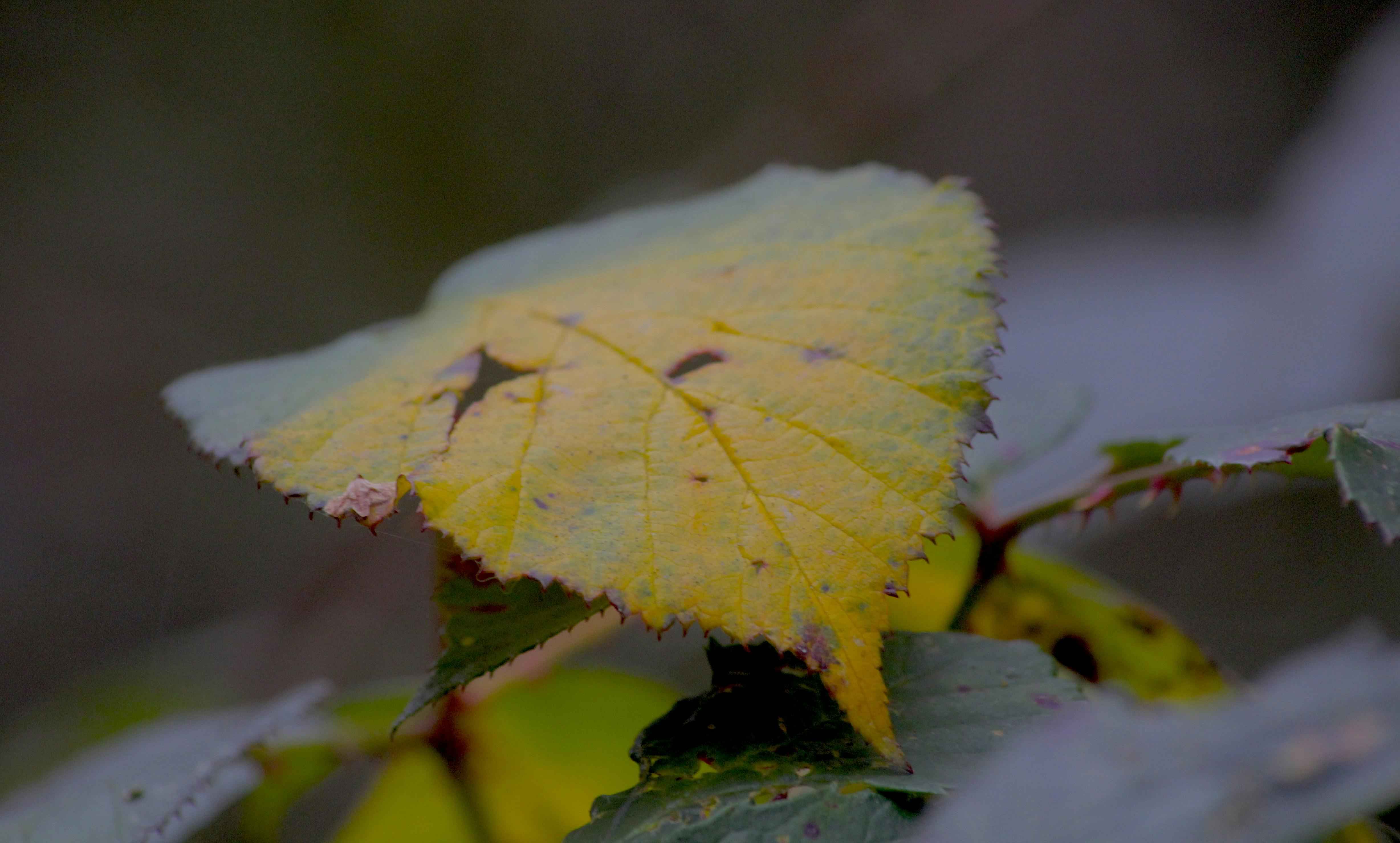 Free stock photo of autumn leaf, autumn leaves, nature photography