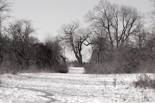 Бесплатное стоковое фото с безлистные деревья, голые деревья, заснеженная земля