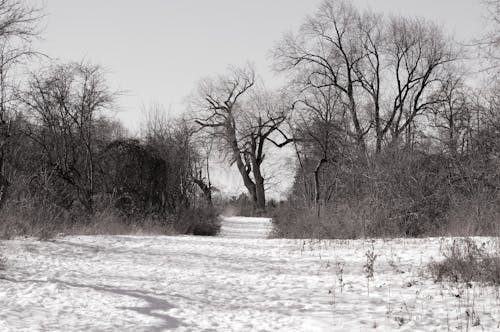 Immagine gratuita di alberi senza foglie, alberi spogli, freddo