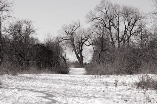 Peaceful winter scene featuring snow-covered ground and leafless trees in a tranquil setting.
