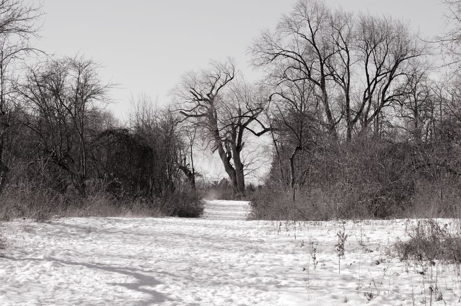 Peaceful winter scene featuring snow-covered ground and leafless trees in a tranquil setting.