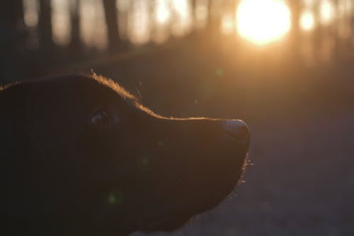Free Black Labrador Retriever Stock Photo