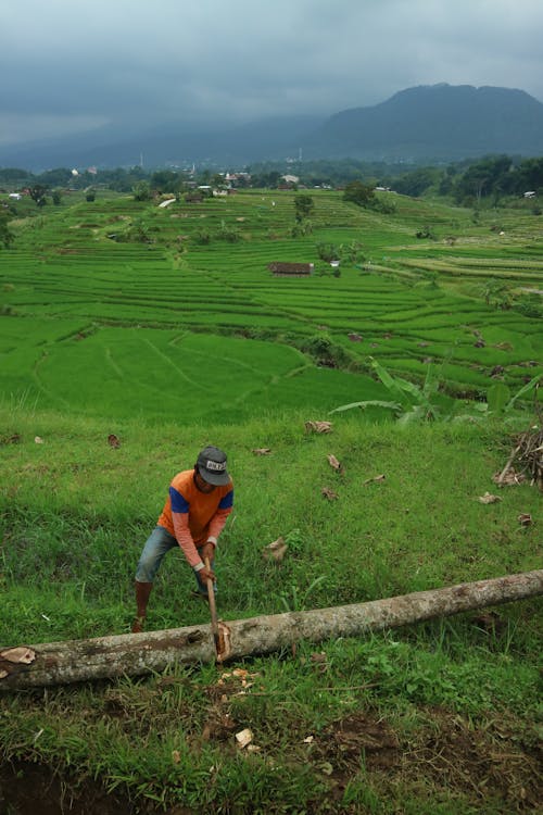 A Farmer Cutting a Tree Log while Standing on a Rice Field