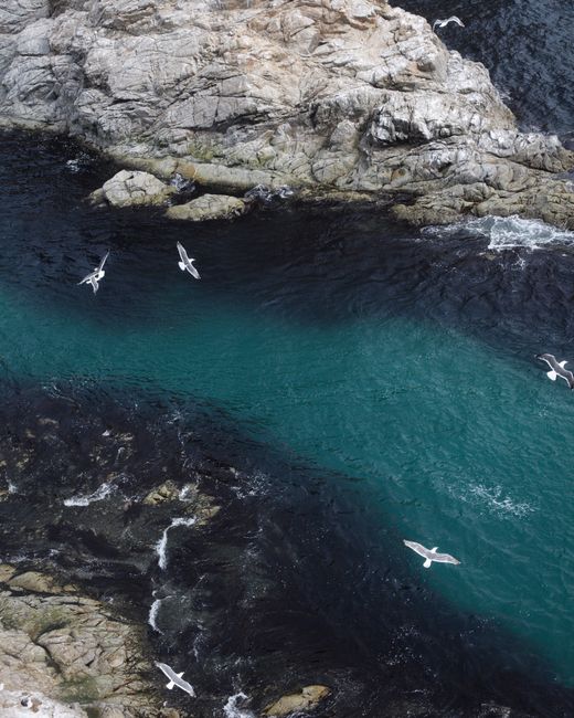Breathtaking aerial shot of seagulls flying over the rocky shores of Okhotskoe, with vibrant blue sea.