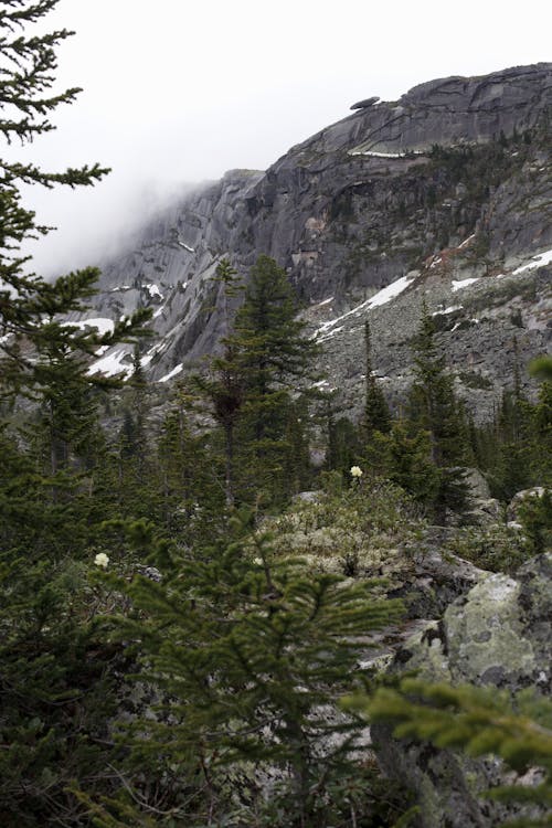 A Pine Trees Near Mountain