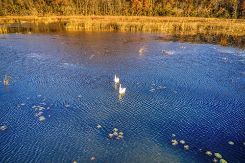 White Swan on Floating on a Lake