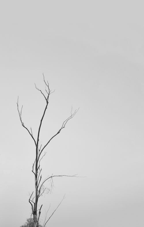 Free A striking black and white image of a solitary bare tree against a foggy, overcast sky, conveying solitude. Stock Photo