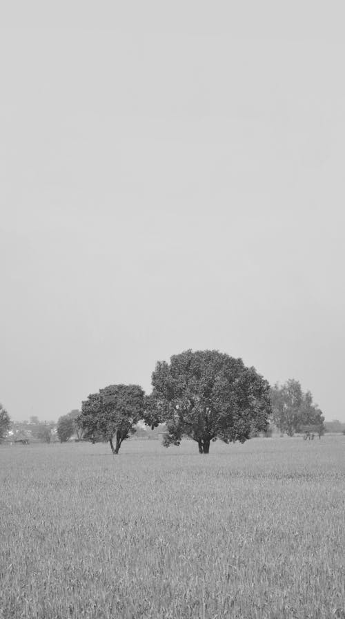 A Grayscale Photo of a Tree on Field