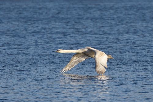 Free A juvenile swan gracefully flying close to the water surface in a serene outdoor setting. Stock Photo