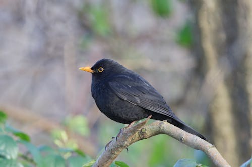 Free Blackbird Perched on Tree Branch Stock Photo