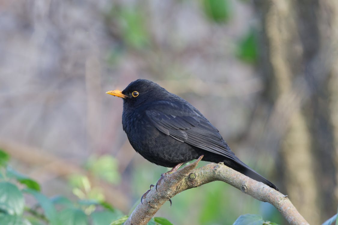 Blackbird Perched on Tree Branch
