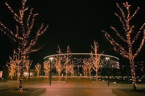 Photos gratuites de arbres nus, illuminations de noël, nuit