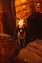White and Brown Deer on Brown Rock