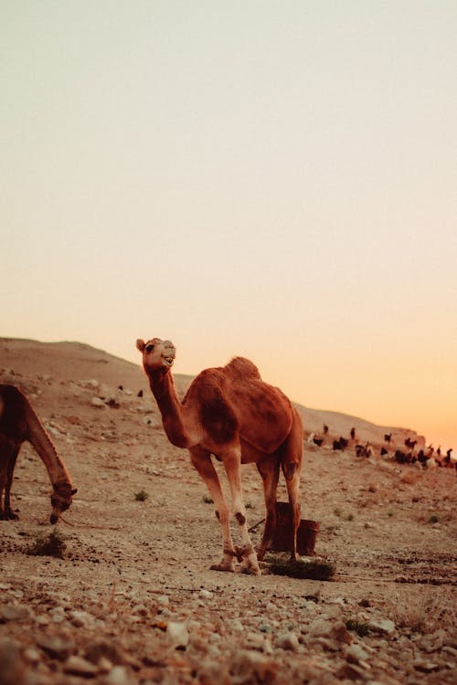  Camel Standing on Brown Field