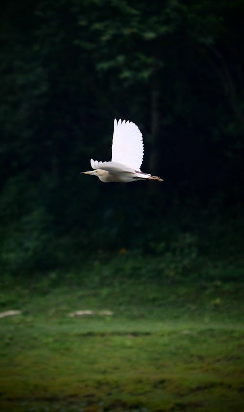 Immagine gratuita di erba verde, fauna selvatica, focus selettivo