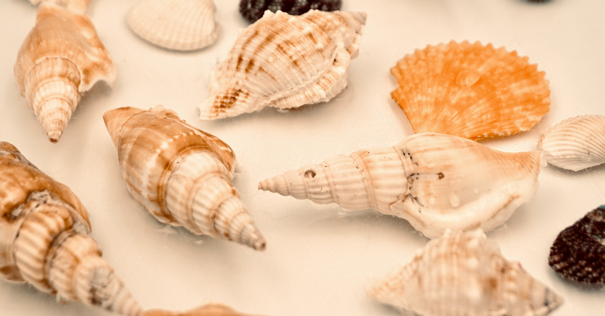 Close Up Shot of Seashells ยท Free Stock Photo