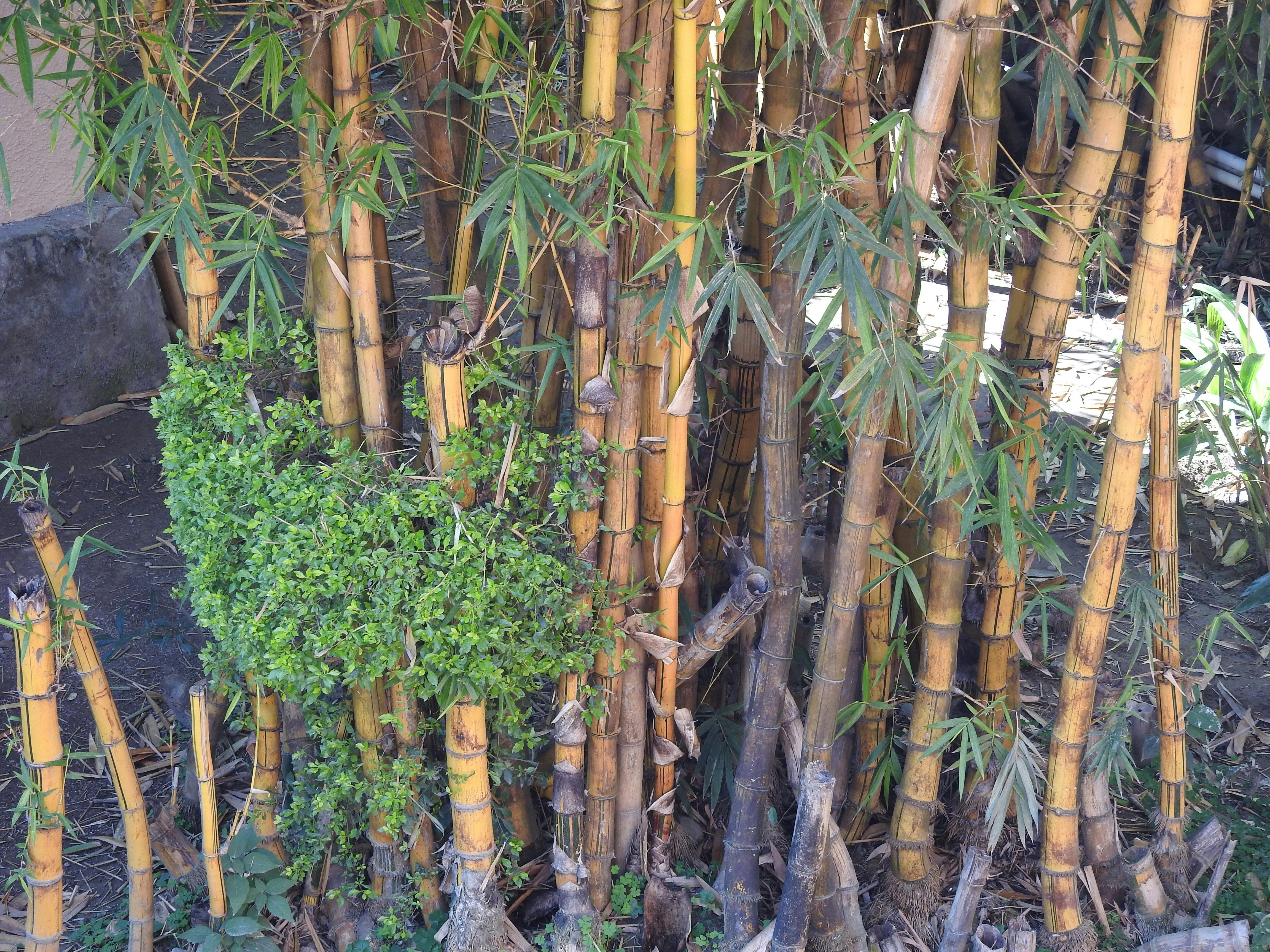 Free stock photo of bamboo, bamboo trees